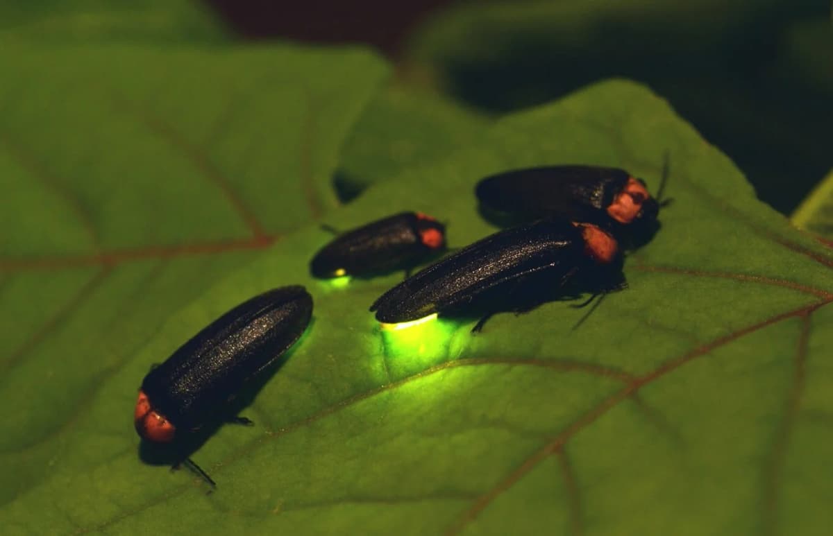 Fireflies glowing on a leaf